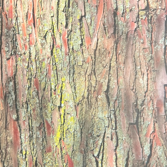 Scrapbook Paper! Barn Wood & Country Textures! 12x12” - Picture 15 of 17